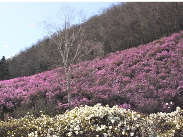 近くの公園に自生する北海道天然記念物のエゾムラサキツツジの群落