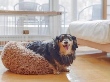 2025年4月25日　愛犬と泊まれるドッグフレンドリールームが新設！（例）