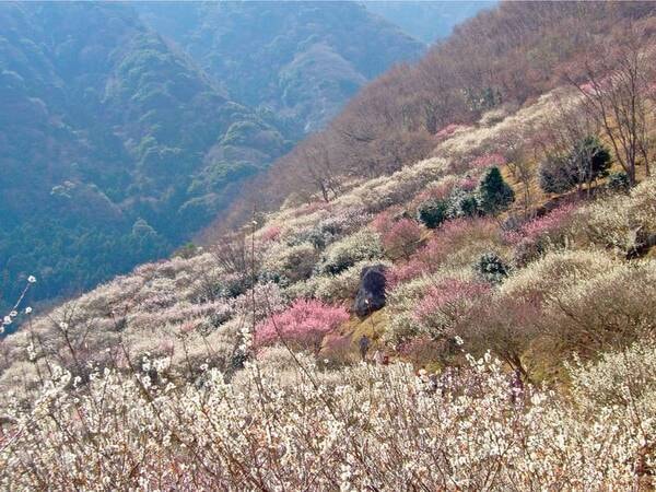 【湯河原梅林】
