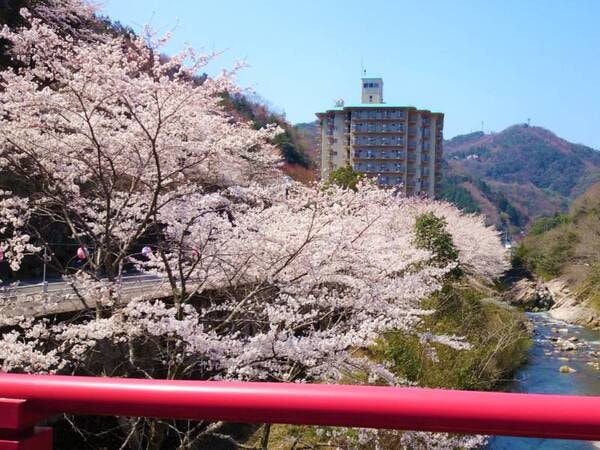 春にはホテル周辺で桜が満開になります。