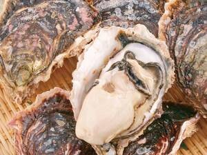 【天領岩牡蠣（生）/例】5～6月限定★初夏の訪れを告げるクリーミーな岩牡蠣