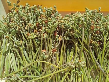 ホテルグリーンピア南阿蘇の 春の息吹 わらび ぜんまい狩り チェックイン早め 3食付 11 550円 和室 阿蘇五岳側 禁煙 ゆこゆこ