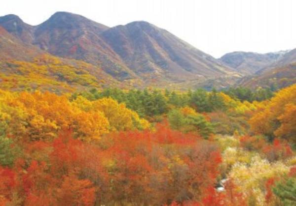 九重連山の紅葉は毎年11月が見ごろ！