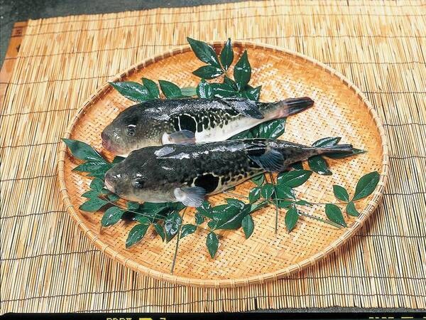 臼杵のふぐは新鮮肉厚!