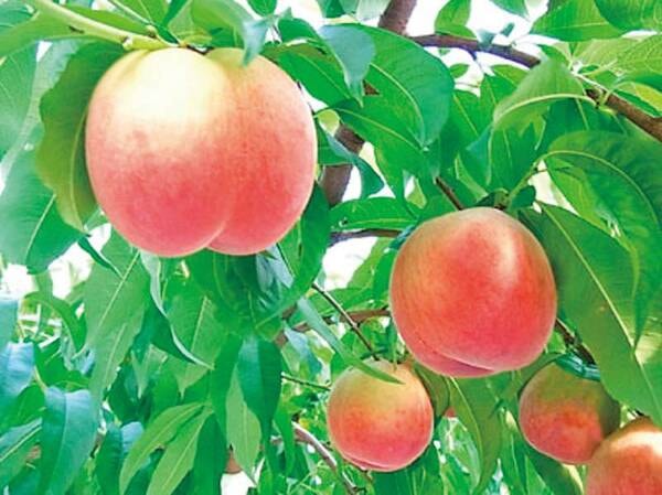 近隣果樹園にて季節毎に様々なフルーツ狩りが楽しめます。
詳しくはホテルまでお問い合わせください