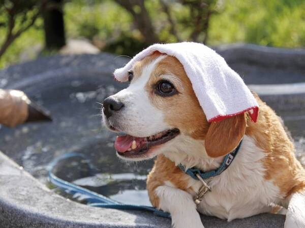 【屋上にもドッグラン】ペット専用露天風呂付！わんちゃんと楽しいひと時をお過ごしください