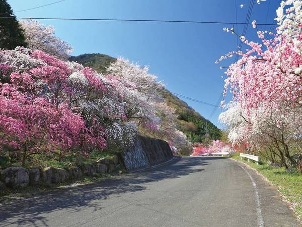 花桃は4月中旬頃まで見頃