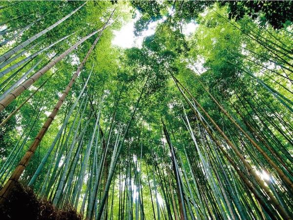 ホテルより徒歩約7分ほどの趣ある嵯峨野の竹林