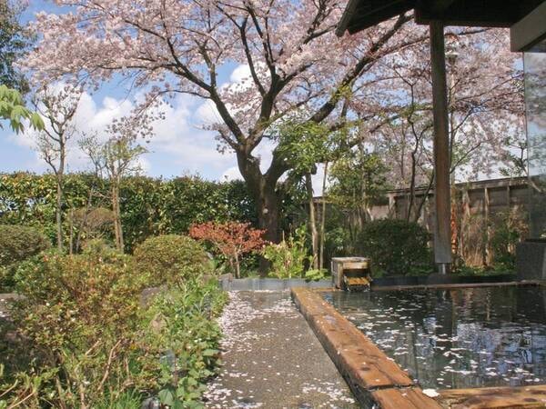 春になると満開の桜を望みながら露天風呂に入ることが出来る/例