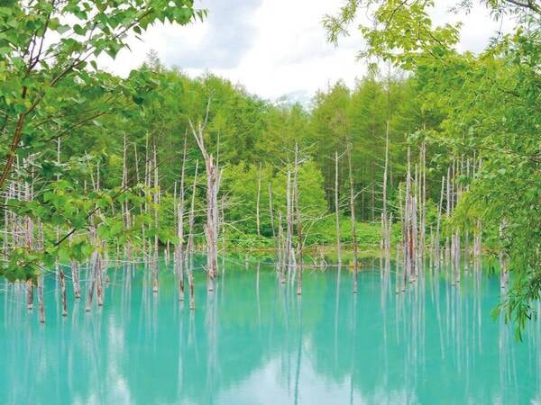 青い池（6月）