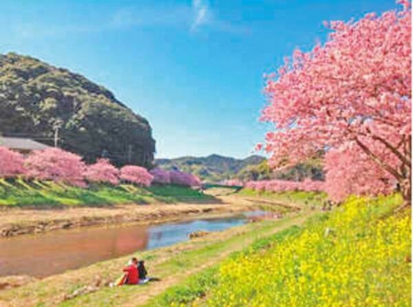 河津桜祭りが2月末迄開催中
※２月中旬あたりが見ごろ