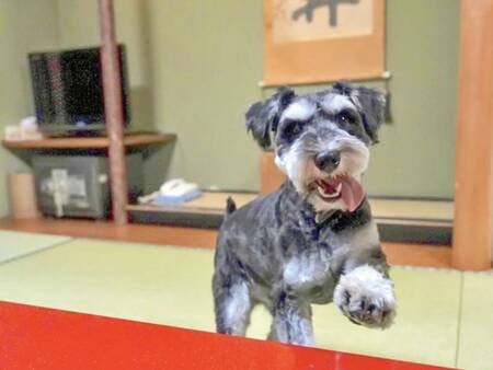 【お部屋とワンちゃん】畳の上なので滑らず安心♪