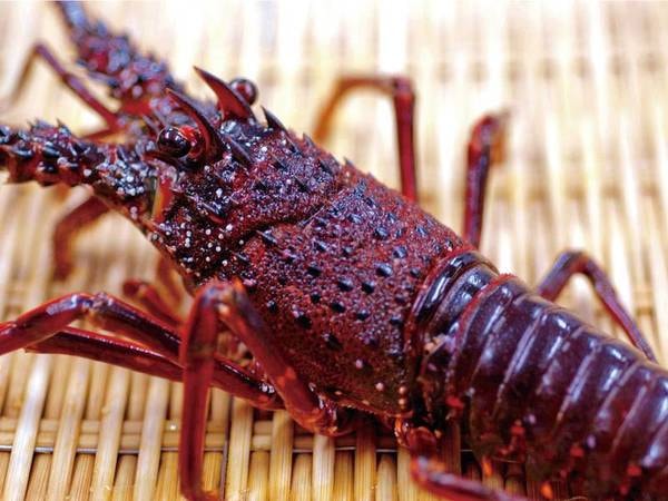 【メイン料理イメージ】伊勢海老または近江牛より選べる