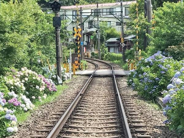 【箱根登山鉄道】”あじさい電車”の愛称でも親しまれ、箱根らしい風景が楽しめる