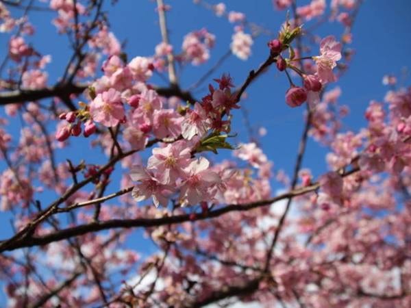 河津桜は例年2月中旬～下旬が見ごろ！