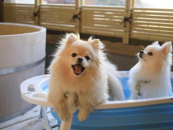 愛犬と泊まれる温泉宿 ゆるり西伊豆の「【朝食付】焼き立て干物&地魚
