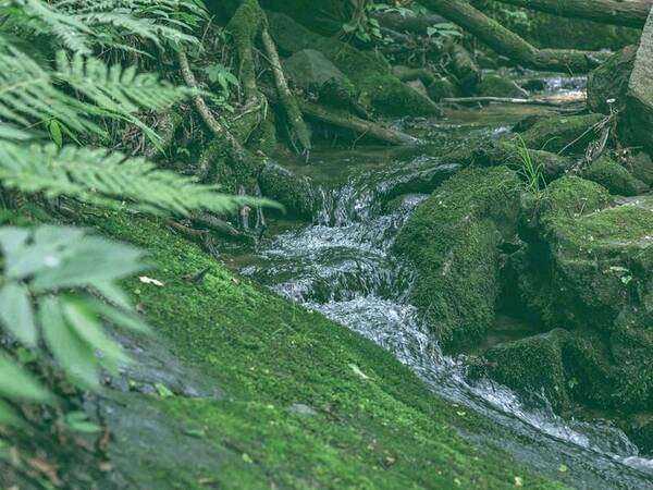 源泉湧き出る川